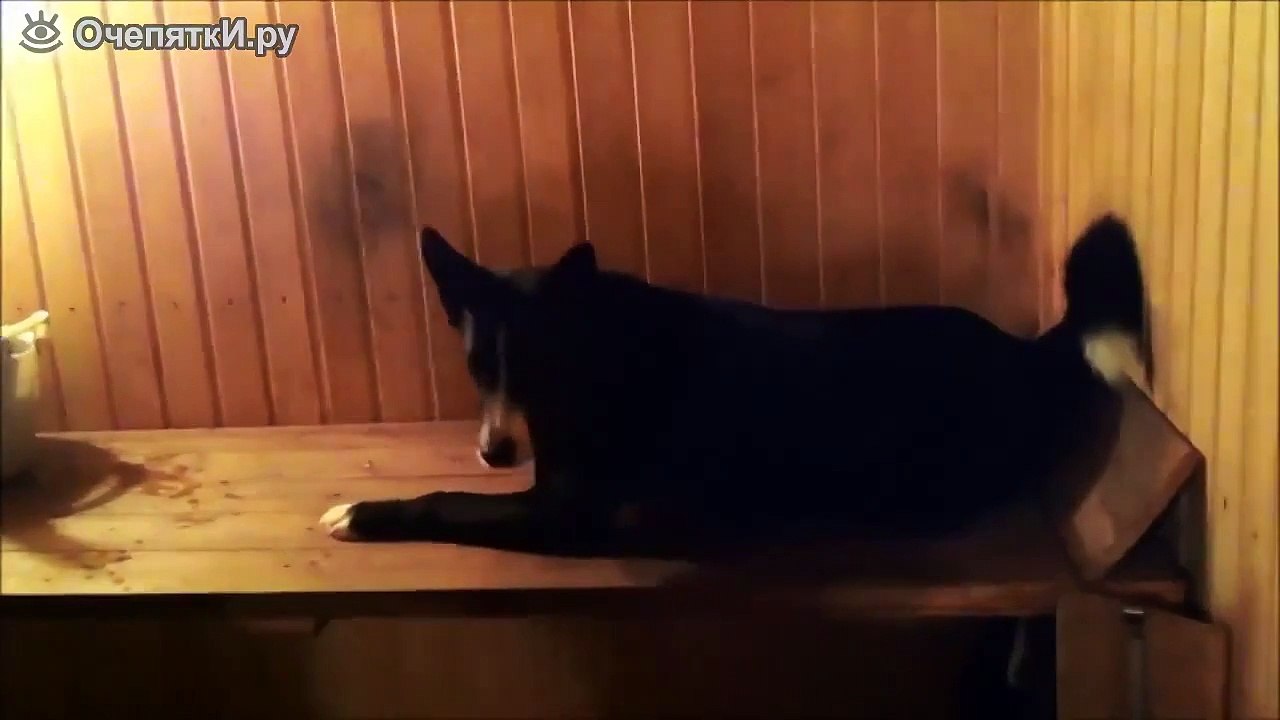 Собака любит париться в бане