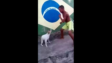 Ce chien à le rythme dans la peau !