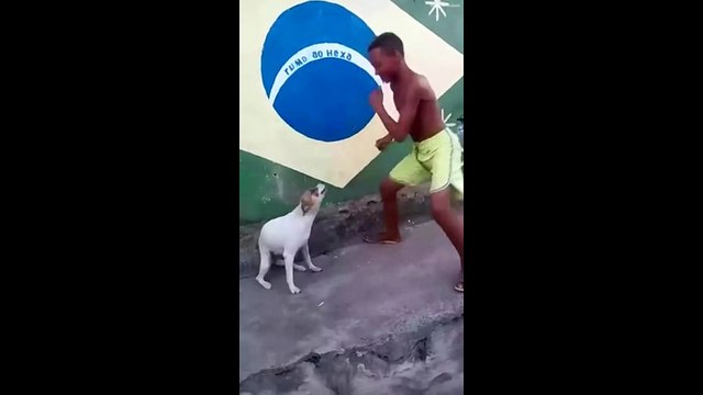 Ce chien à le rythme dans la peau !