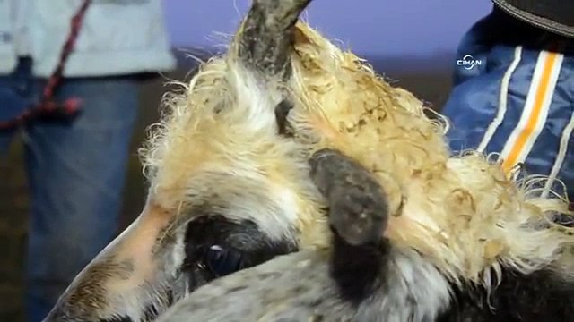 6 boynuzlu kuzu görenleri şaşırtıyor