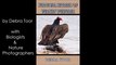 Super Cool Birds! Survival Secrets of Turkey Vultures Book Trailer