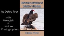 Super Cool Birds! Survival Secrets of Turkey Vultures Book Trailer