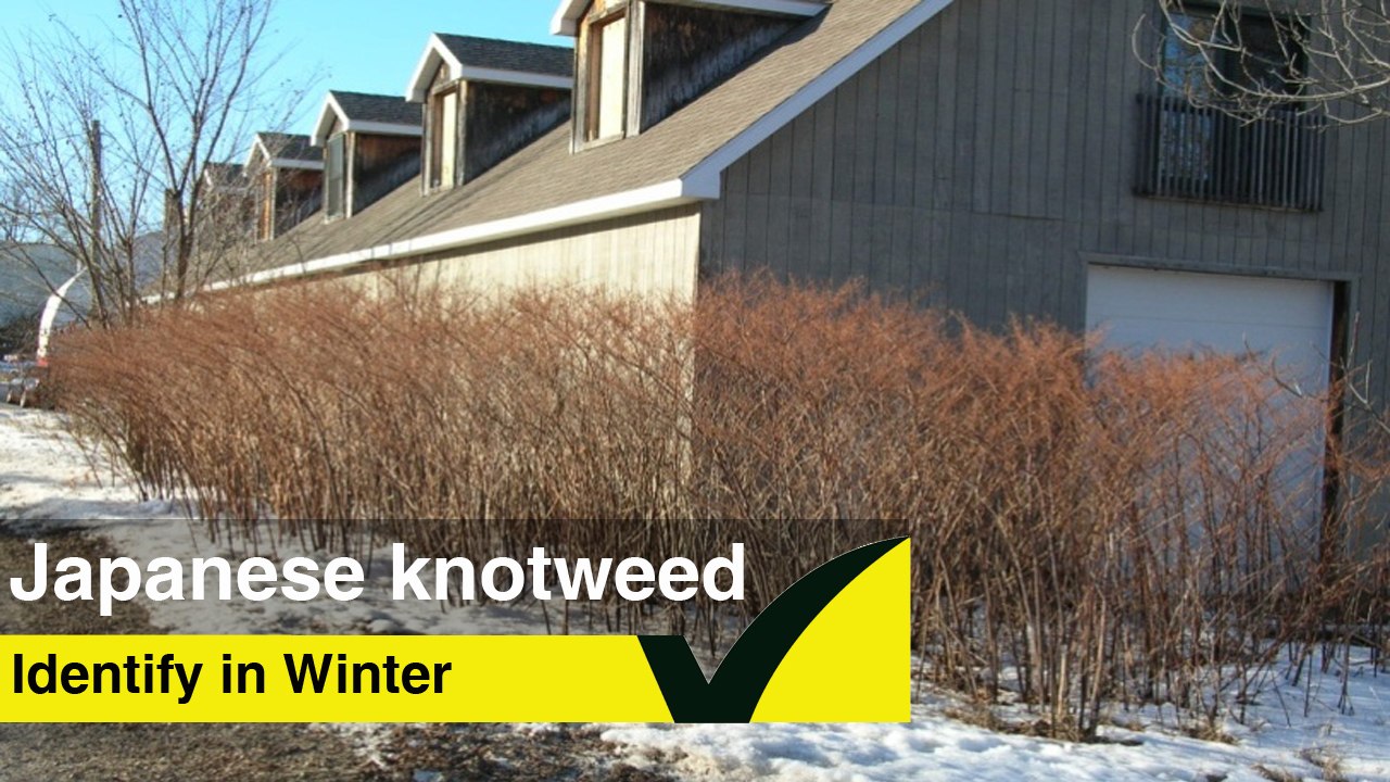 How to identify Japanese Knotweed in Winter