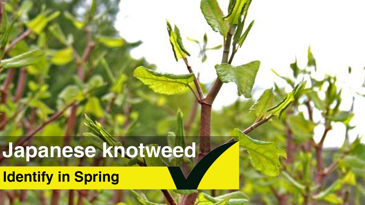 Identifying Japanese Knotweed in Spring