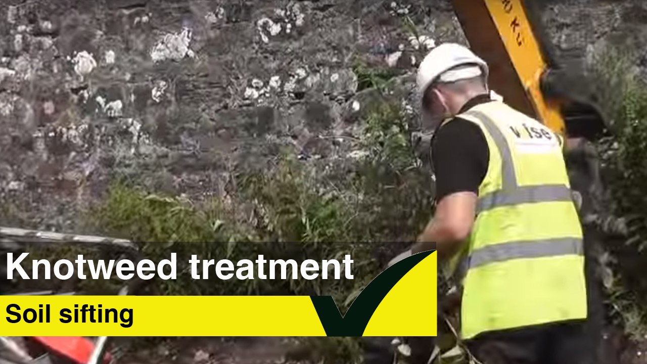 Japanese Knotweed Sifting