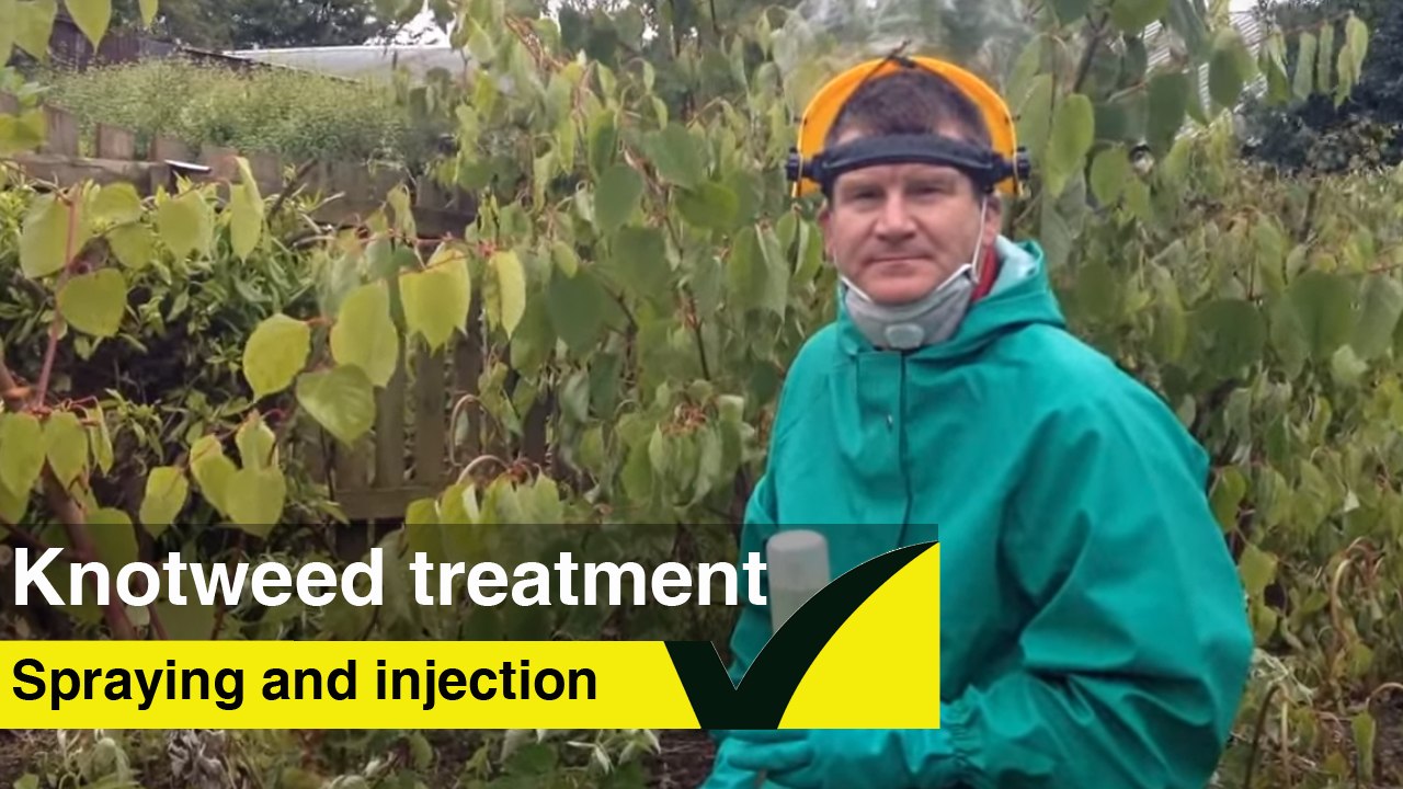 Japanese Knotweed Stem Injection and Spraying