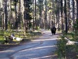 Promenons-nous dans les bois