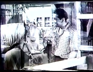 Mister Ed- Pilot