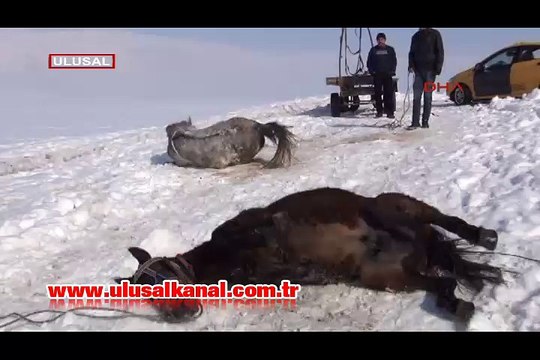 Dondurucu soğukta hayvanlarla birlikte kaplıca keyfi