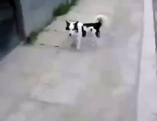 ГЕНИАЛЬНЫЙ пёс!