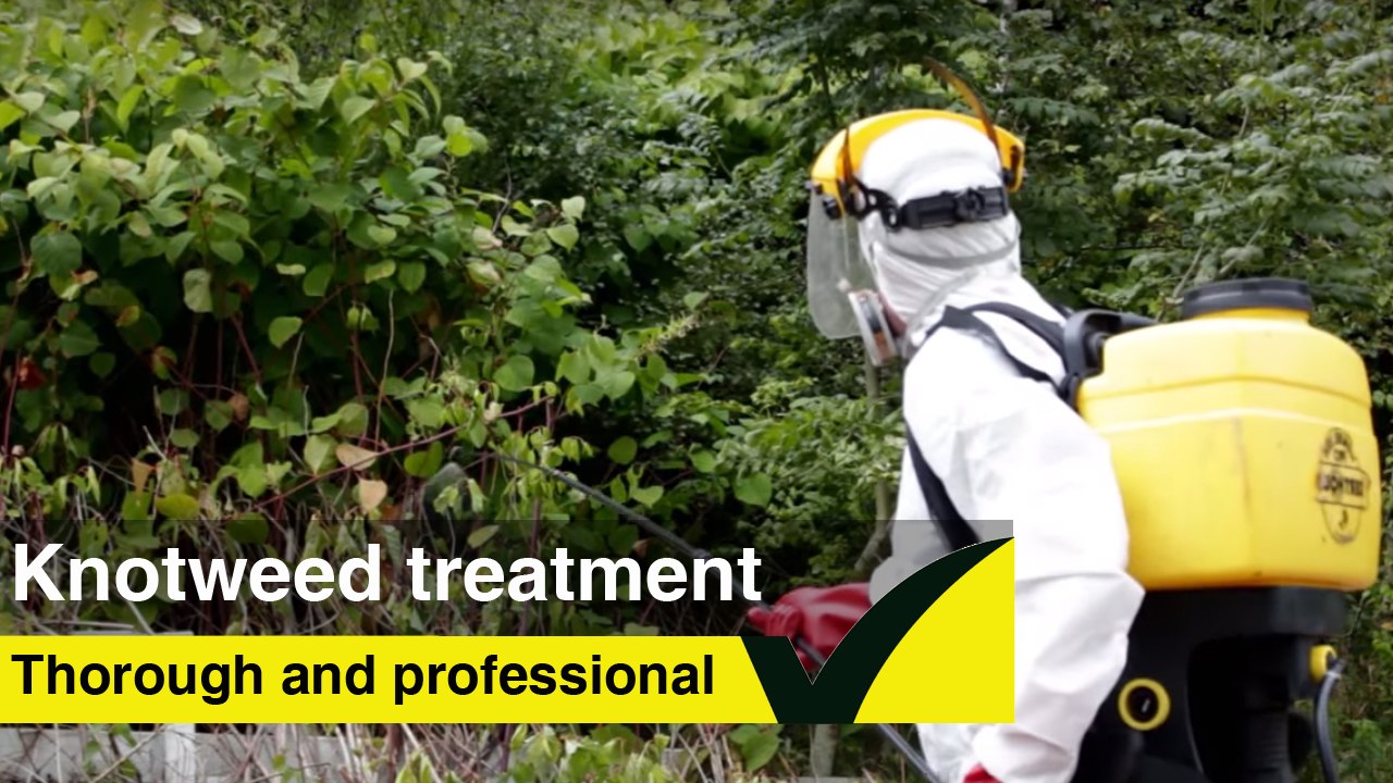 Japanese Knotweed treatment - learn how to treat knotweed