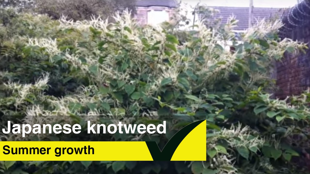 Summer growth of Japanese Knotweed