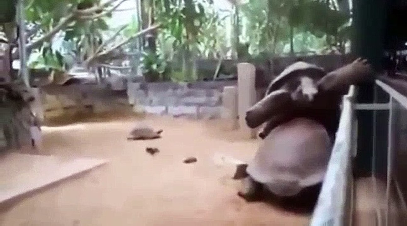 Komik Hayvan Videoları & Best funny animals fails