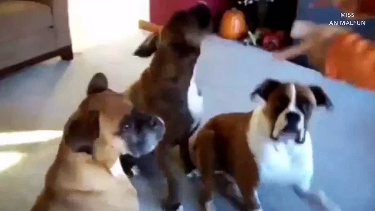 Funny Animals Play Dead After Fingershot - 2016 Compilation