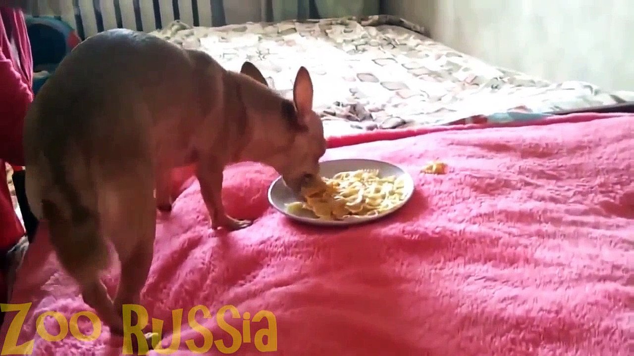 Best Funny Animal Compilation 2016 February #2 HD