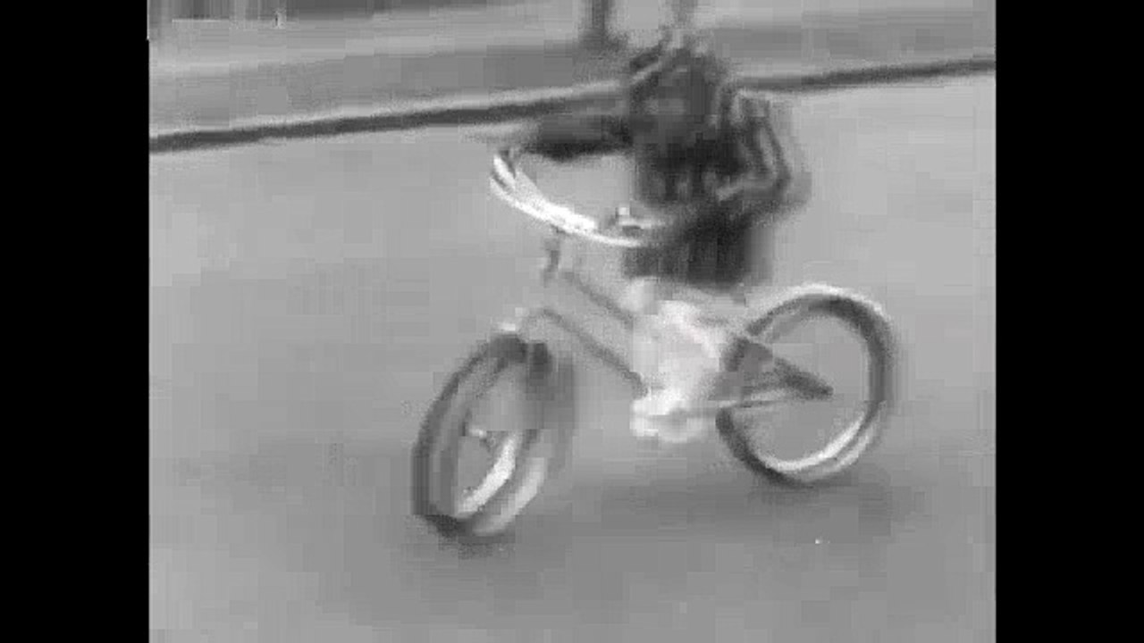 Thug life animals funny animals thug life compilation