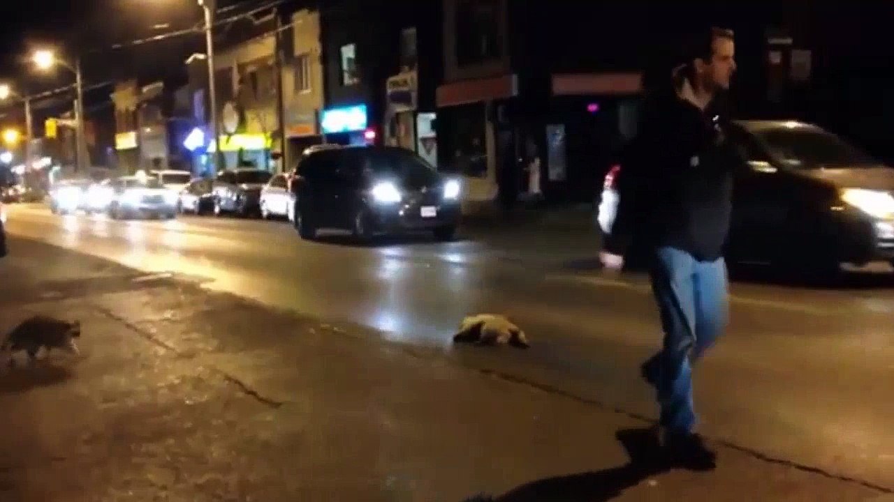tearful raccoon tries to wake up its dead friend