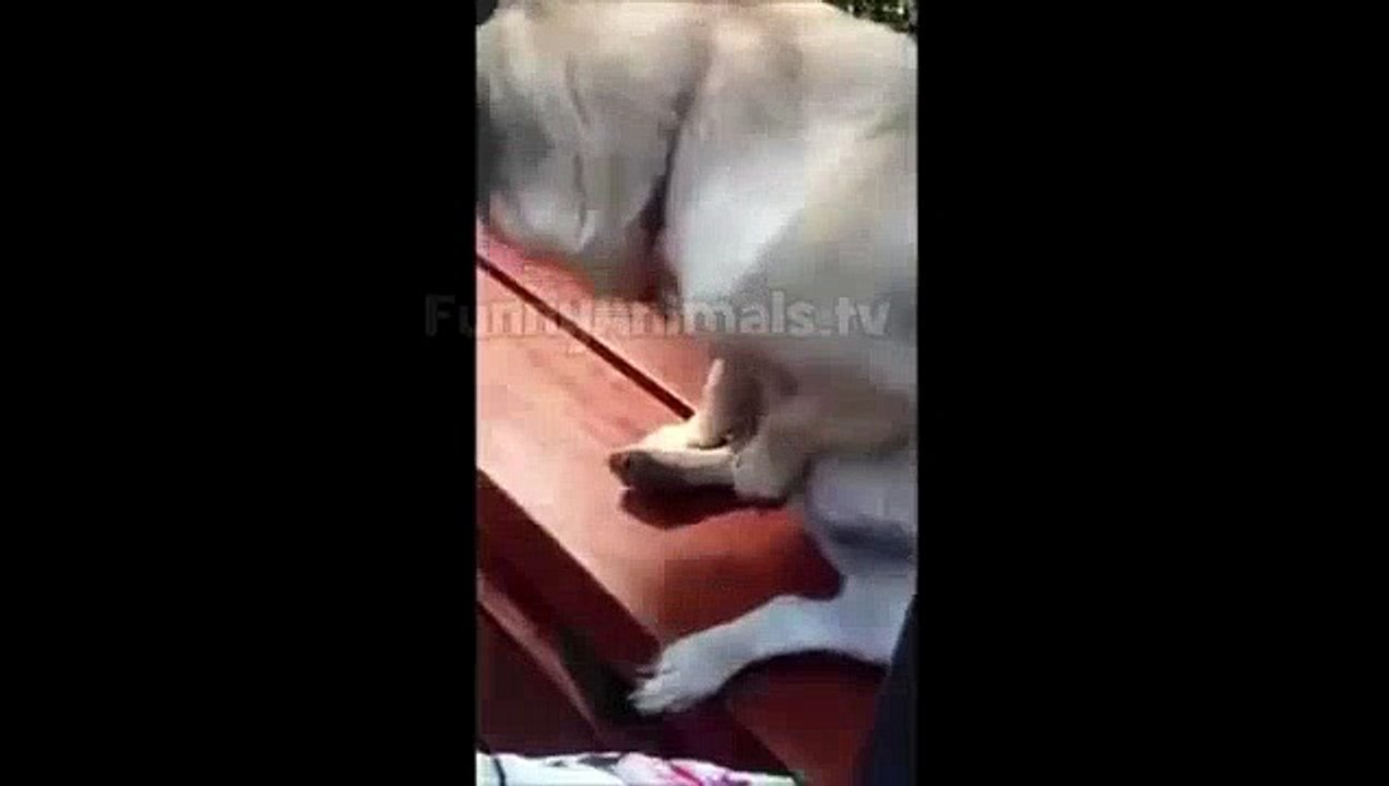 Animal thug life compilation funny thug animals