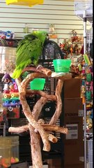 Amazing  Parrot Sings Everything is Awesome
