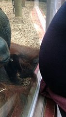 Orangutan Kisses Pregnant Woman's Belly