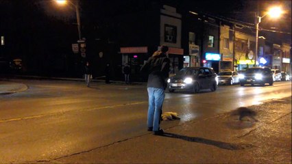 Heartbroken raccoon or not Full Viral Video