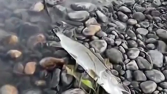 захотел утощить рыбу!