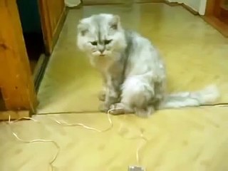 Звонок для кота 🐱 — удивительный способ привлечь его внимание