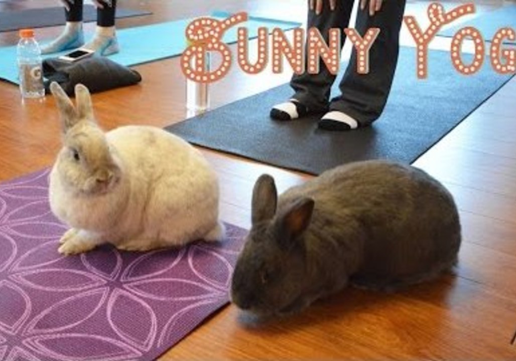 Bunny Yoga — It's a Thing