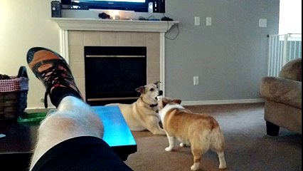 Dogs want to eat toy bones