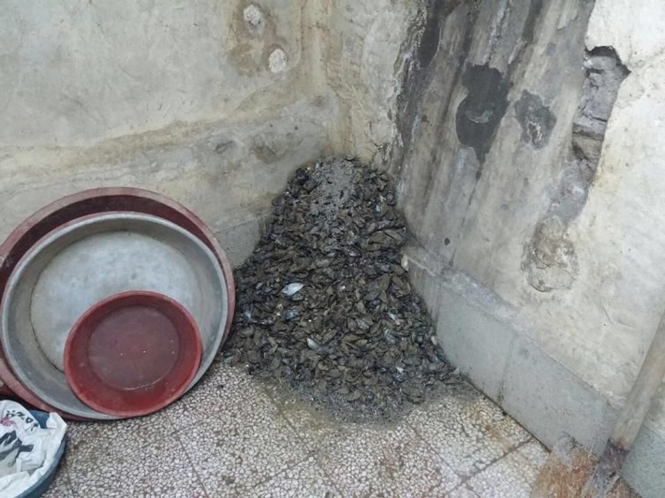 Beyoğlu'nda mide bulandıran midye operasyonu