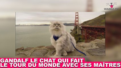 Gandalf, le chat qui fait le tour du monde avec ses maîtres ! On en parle dans la minute chat #121