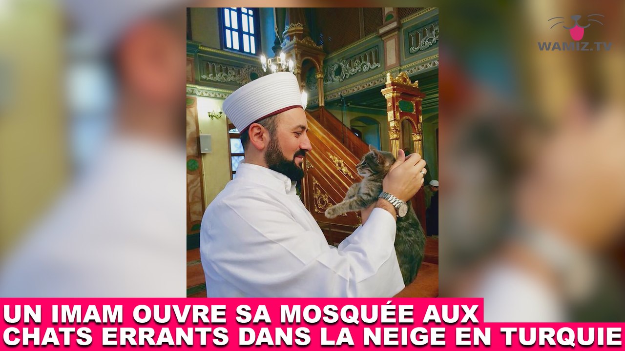 Un imam ouvre sa mosquée aux chats errants dans la neige en Turquie ! L'histoire dans la minute chat #122