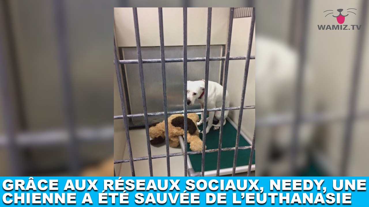 Grâce aux réseaux sociaux, Needy, une chienne a été sauvée de l'euthanasie ! L'histoire dans la minute chien #121