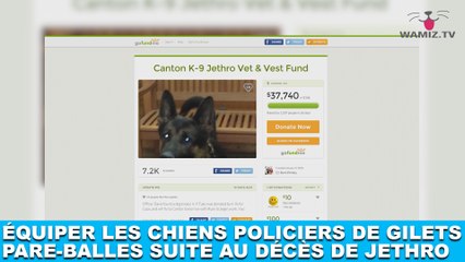 Équiper les chiens policiers de gilets pare-balles suite au décès de Jethro ! Une idée à découvrir dans la minute chien #123