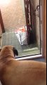 Dog helps owner bring groceries into the house