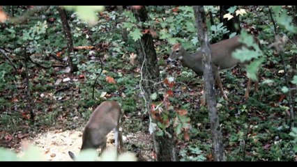 Meat hunting | Filling the Freezer | Real Woods Ep6 S3 -