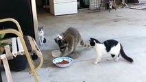 Rakun kedilerin yemeğini çaldı