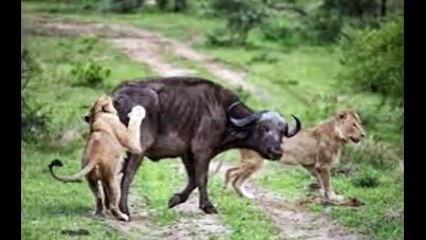 Male Lion's Hunt  Lions attack and Kill Buffalo Cow & Newborn Ca
