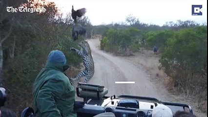 This is the startling moment a leopard sprung a surprise attack on a flock of birds - right in front of a tourist group'
