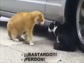 Gata Le Reclama Infidelidad a Su GATO!!