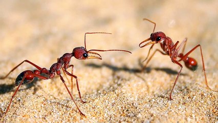 Top 10 Most Intelligent Animals In The World