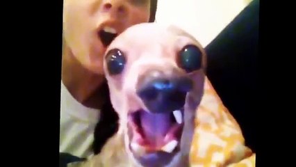 Funny Animals Compilation : Incredible Funny Animals Video U Must See (FULL HD)