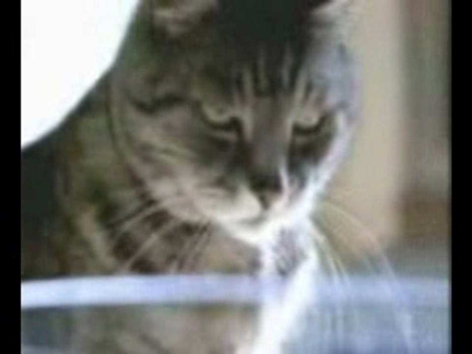 entre chat et poisson