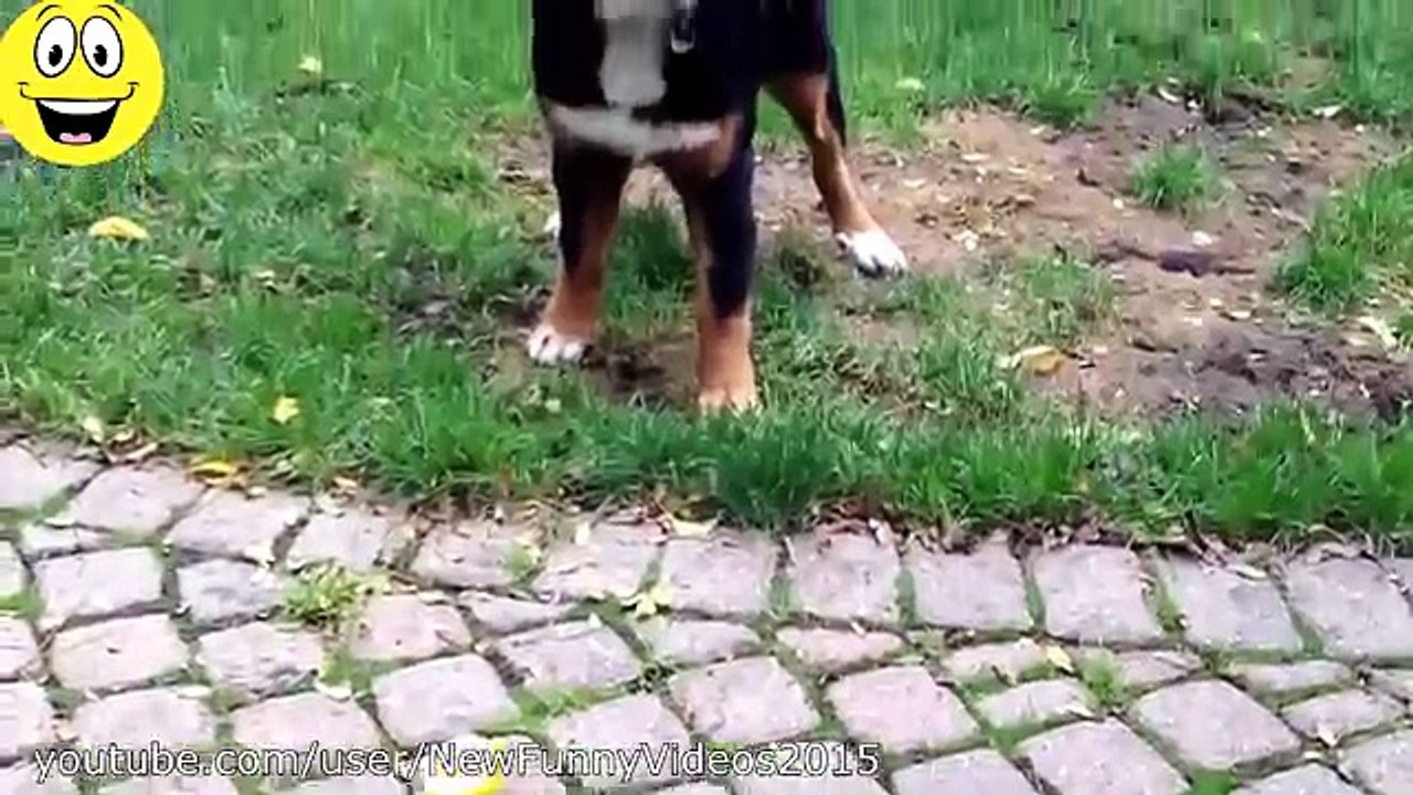 Funny Animal Compilation