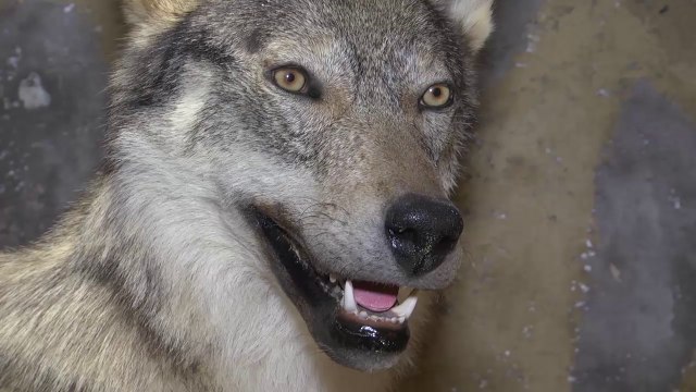 D!CI TV : Sur la piste du loup , une randonnée raquette et un véritable loup naturalisé