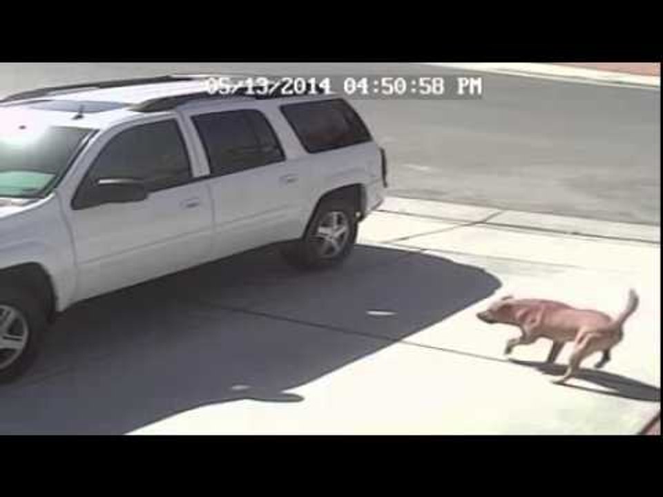 [INCREDIBILE] CANE ATTACCA BAMBINO PICCOLO; MA IL GATTO LO SALVA