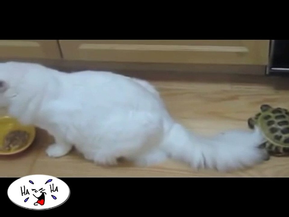 Агрессор в панцире - потрясающе!!!