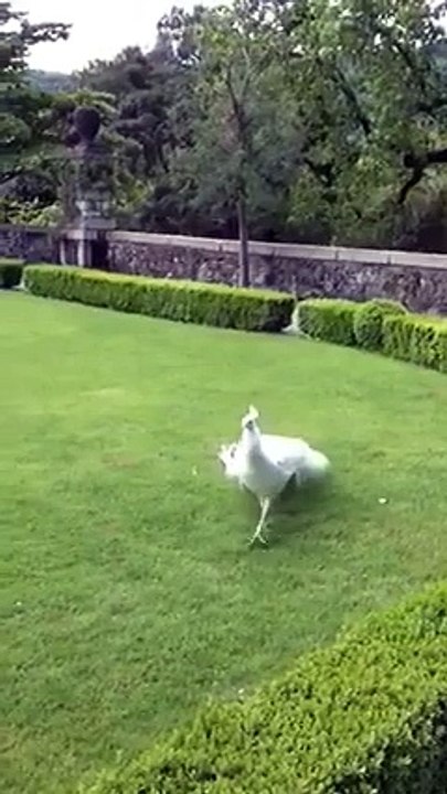 White Peacock Dancing