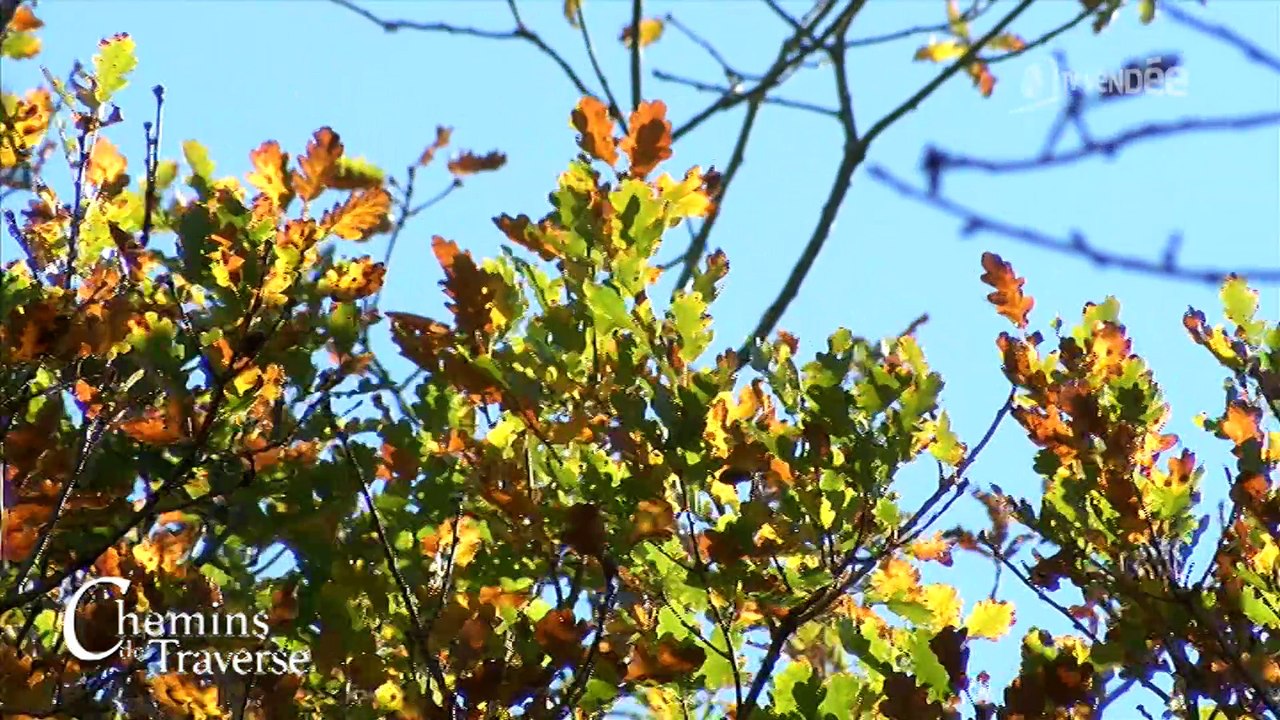 Chemins de traverse : Forêt Sainte Gemmes