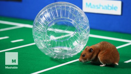 The Hamster Bowl will score a touchdown on your heart